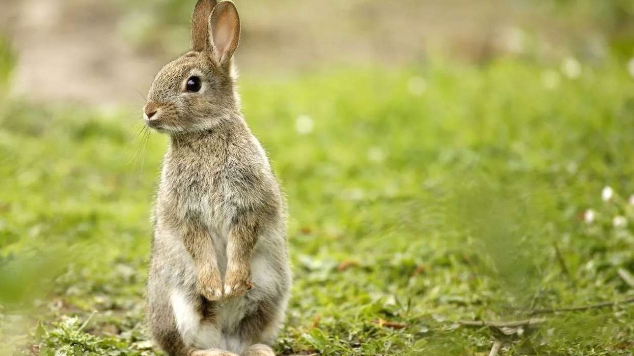 Invasive species, European Rabbit facts that are interesting.