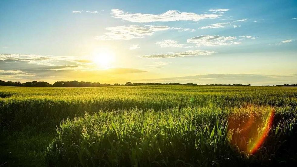 Iowa is famous for its corn.