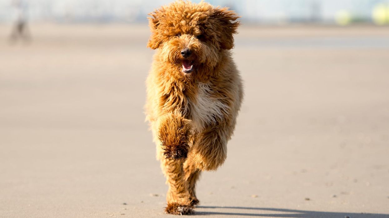 Irish doodle facts talk about these canines being similar to their parent breeds.
