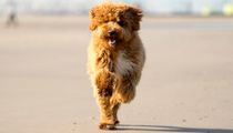Irish doodle facts talk about these canines being similar to their parent breeds.