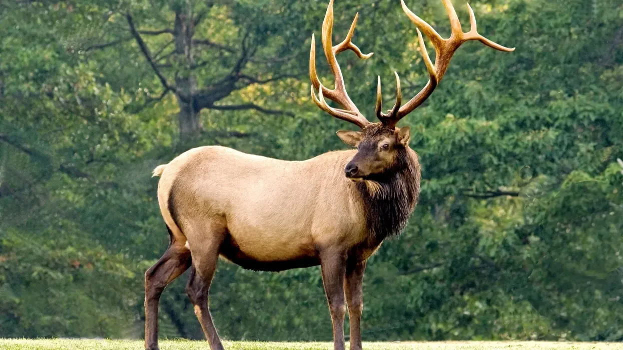 Irish elk facts about the extinct giant deer species from the family Cervidae.