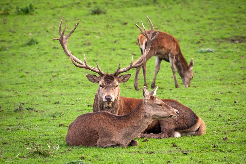 Irish red deer in the grass.