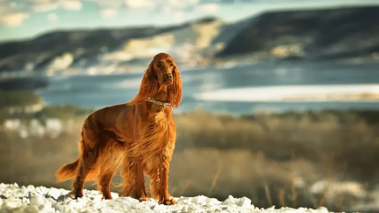 Irish Setter facts, like they are known as a gentleman's hunting dog, are very interesting.