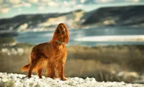 Irish Setter facts, like they are known as a gentleman's hunting dog, are very interesting.