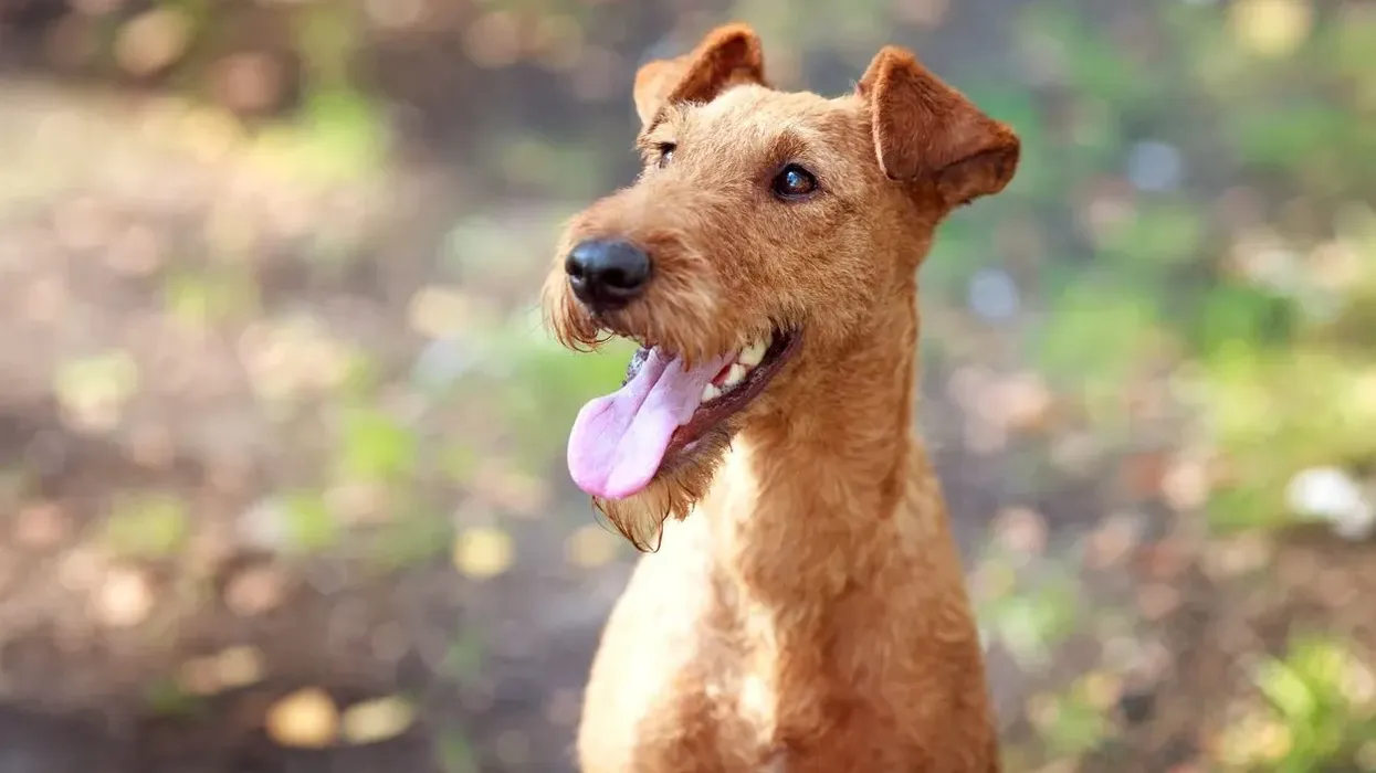 Irish Terrier facts which are fascinating and intriguing for children and for grown-ups.