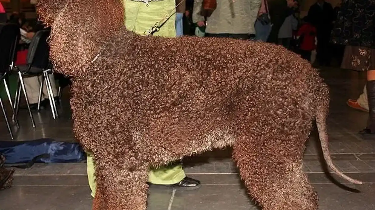 Irish Water Spaniel facts talk about the health issues of this canine.