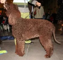 Irish Water Spaniel facts talk about the health issues of this canine.