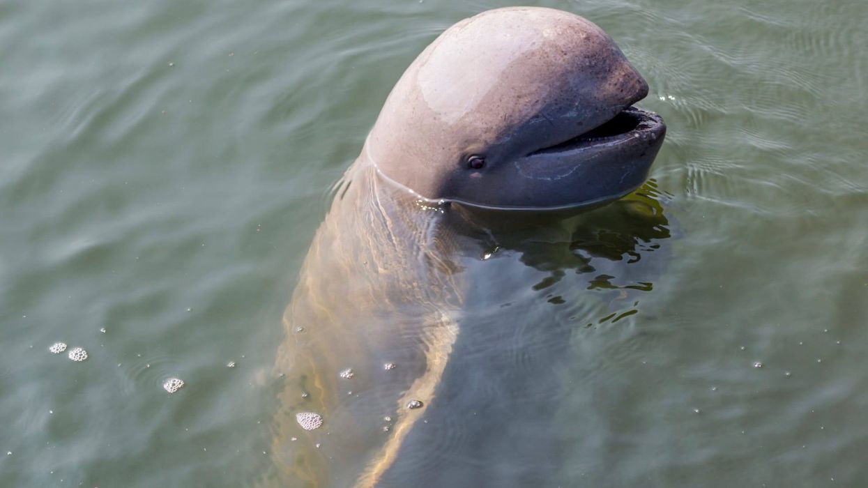 Irrawaddy Dolphins facts consist of some interesting insights.