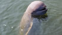 Irrawaddy Dolphins facts consist of some interesting insights.