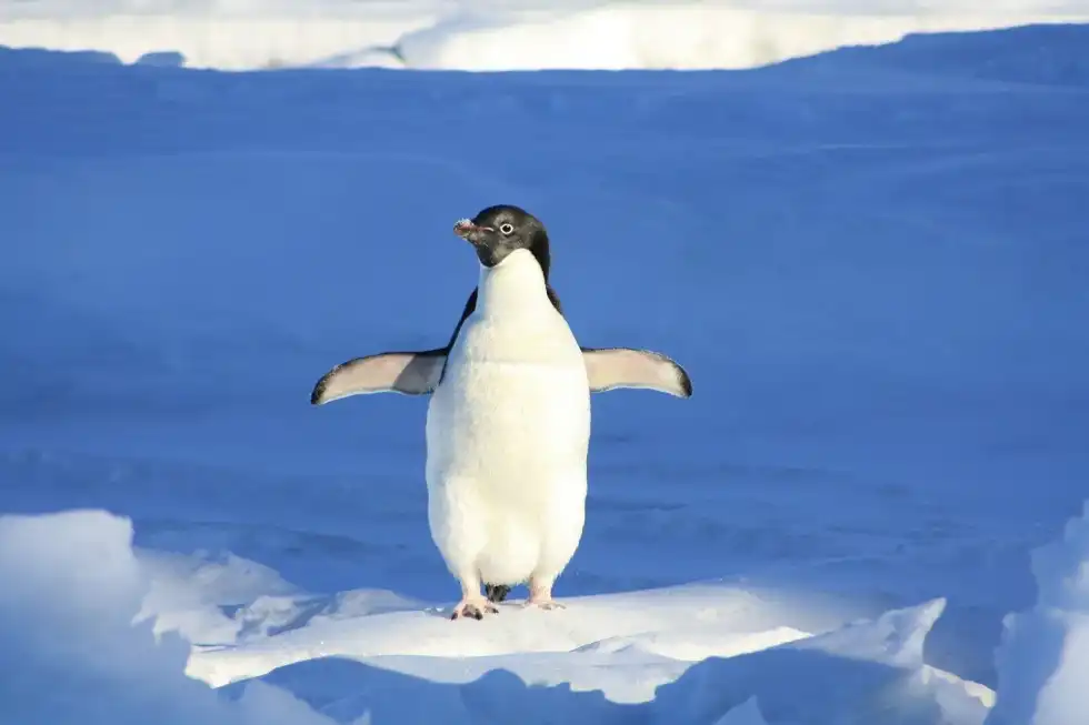 Is a penguin a mammal? Let's find out.