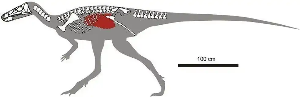 Isaberrysaura facts reveal more about the anatomy of this dinosaur.