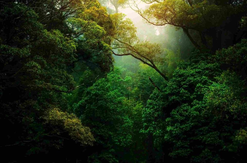 It is indeed sad for us to learn that the Brazilian Amazon