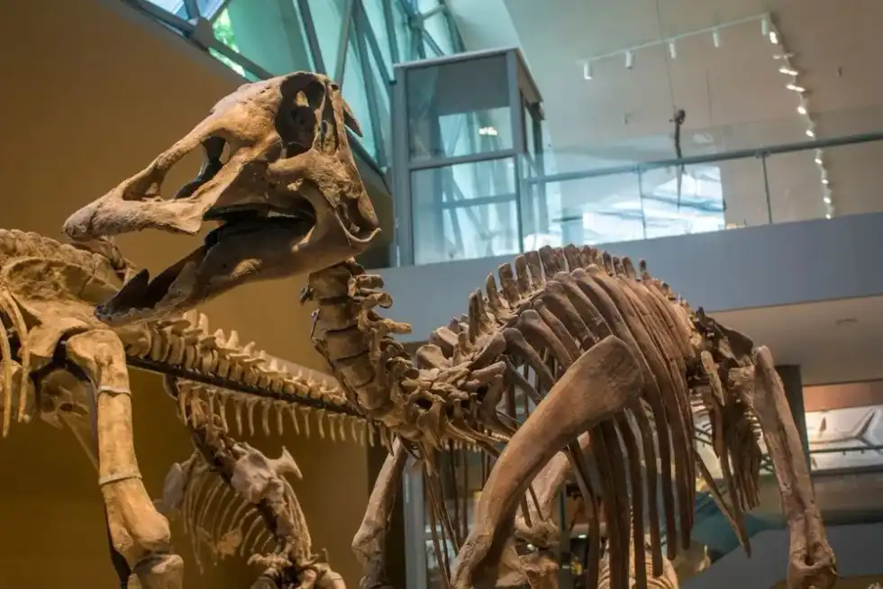 It is interesting to learn about Mandschurosaurus facts.