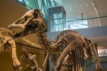 It is interesting to learn about Mandschurosaurus facts.