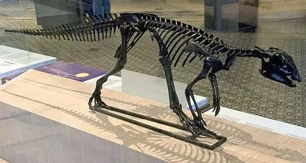 It is interesting to learn about Priconodon facts.