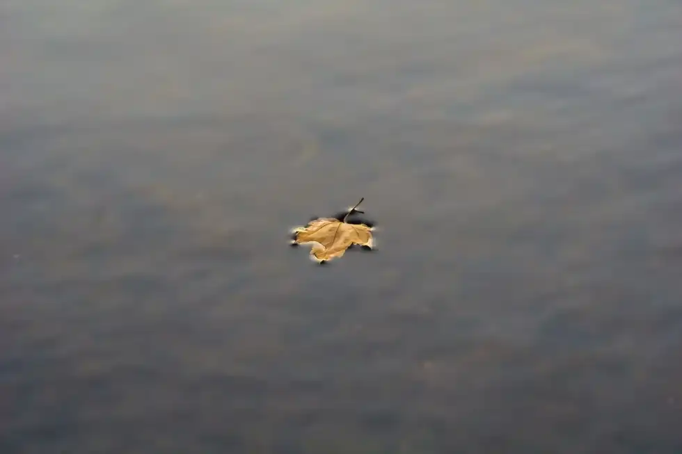 It is interesting to study the mechanism of things that float.