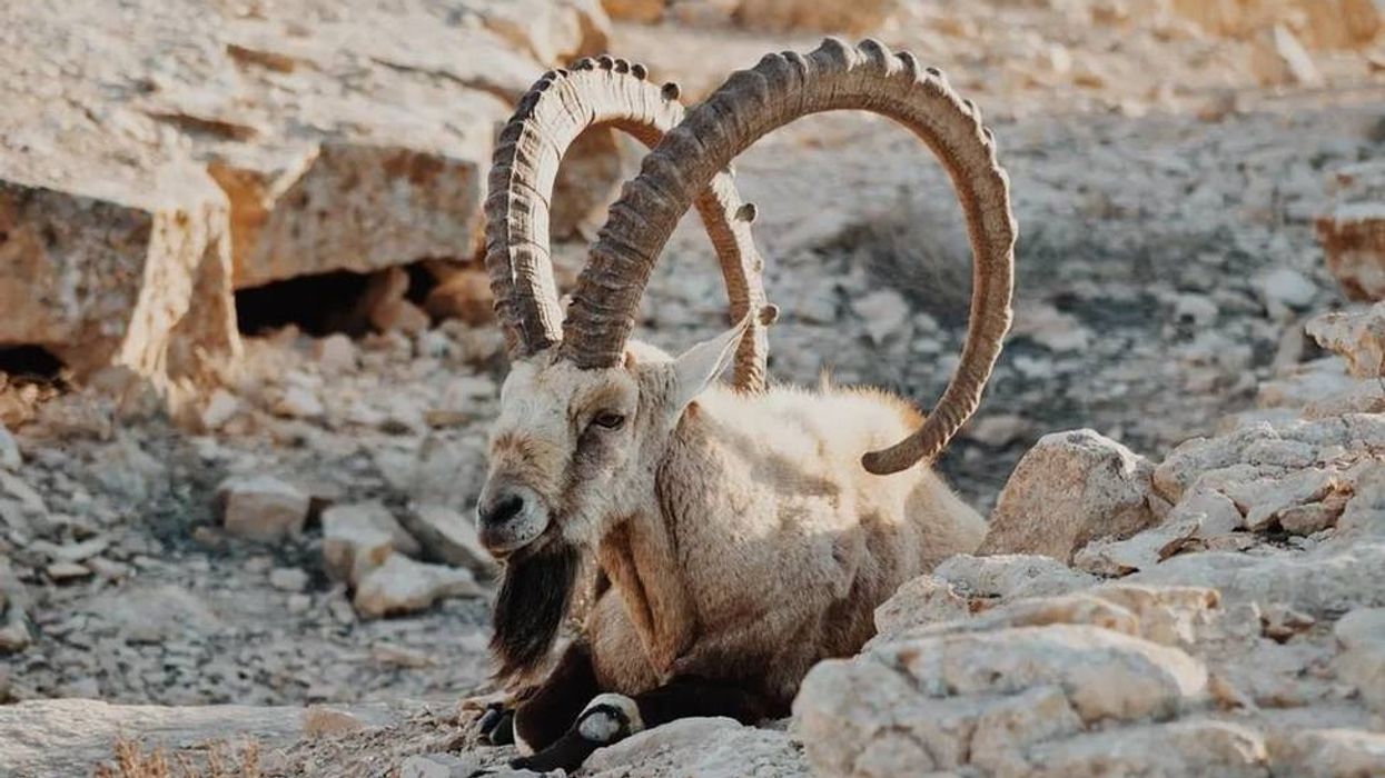 It's fascinating to read the facts about wild goats.