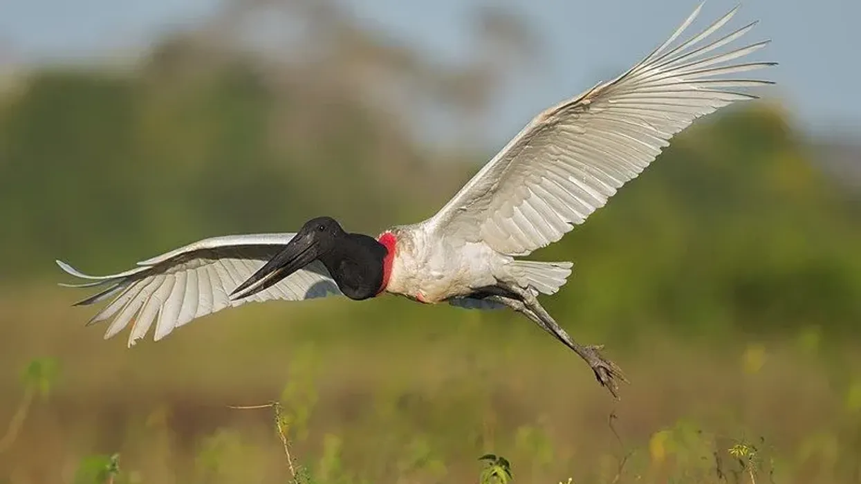 Jabiru facts are about a kind of stork.