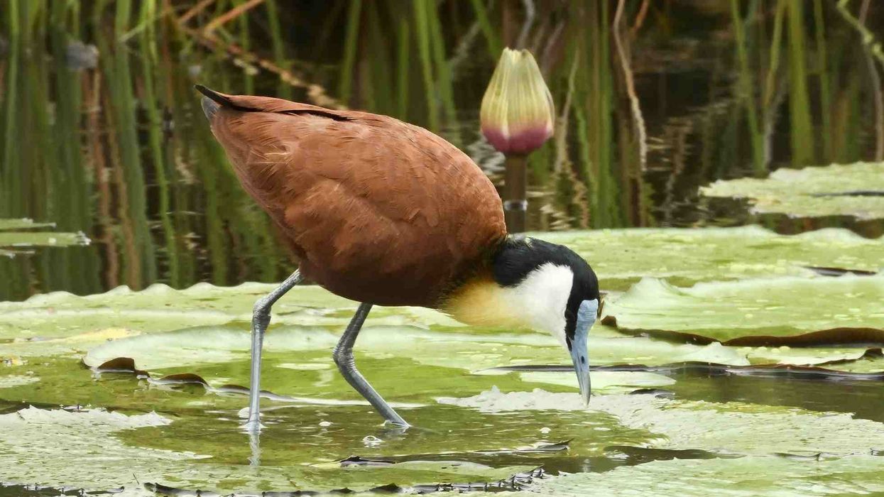 Jacana facts are all about a unique bird belonging to the family Jacanidae