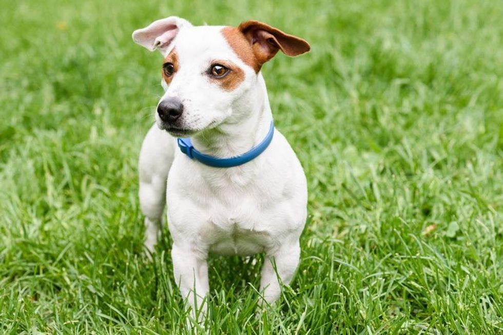 Jack Russel dog in the grass.