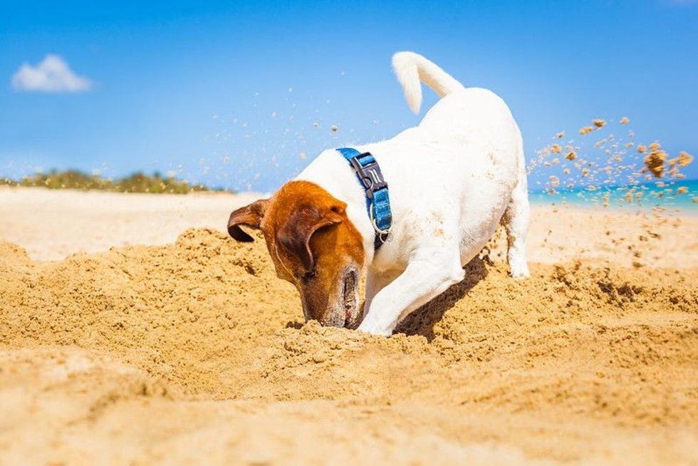 Jack russell dog digging a hole in the sand.