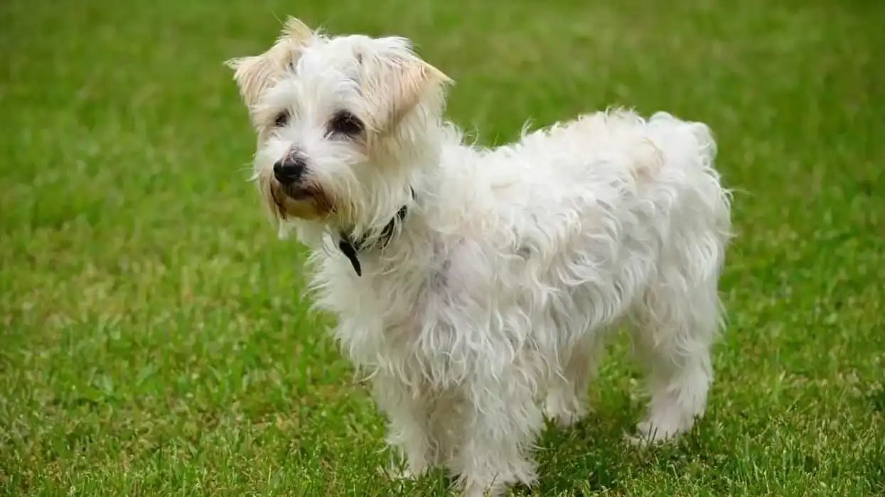 Jackapoo facts tell us all about the Jackapoo puppy