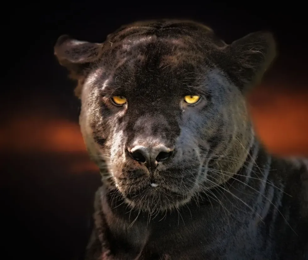 Jaguars are carnivores known for their fierce temperament. Read these jaguar vs. panther facts.