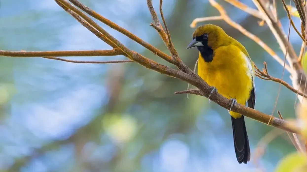 Jamaican oriole facts are great for kids.