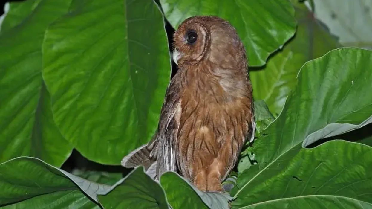 Jamaican owl facts show this bird to be a tawny-colored medium-sized owl