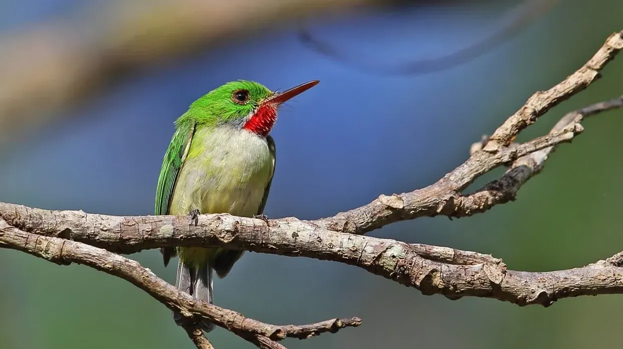 Jamaican tody facts show that this bird is also known as a robin redbreast.