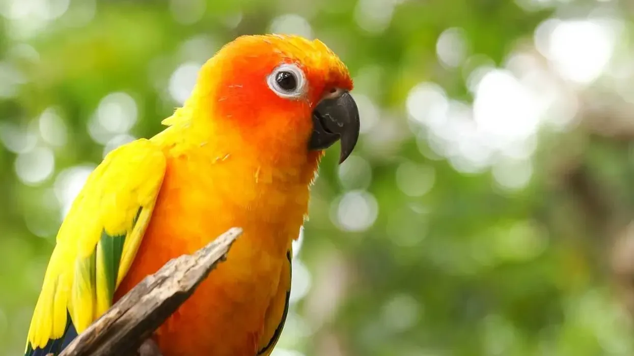 Jandaya parakeet facts about a beautiful, brightly-colored bird.