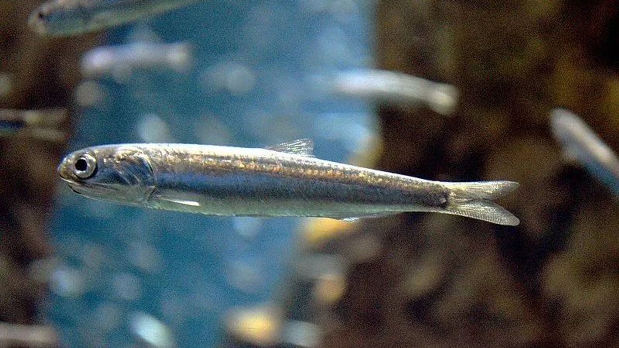 Japanese anchovy facts to discover a pelagic fish found in large schools.