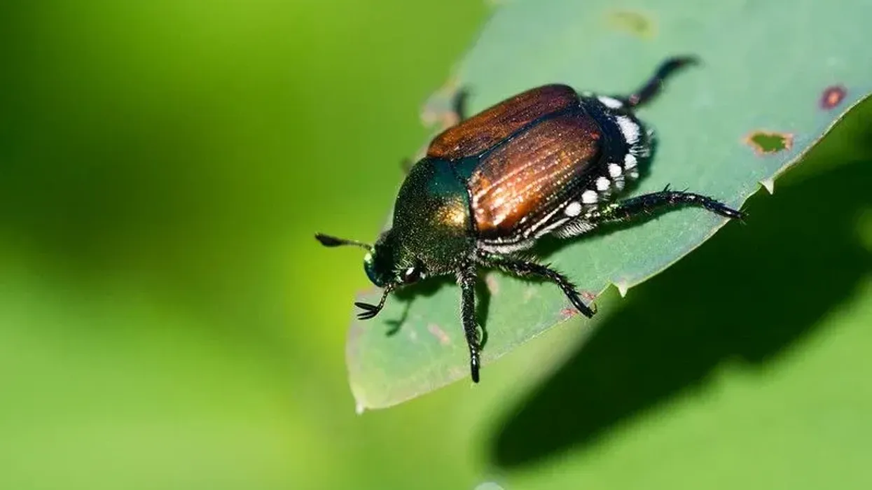 Japanese Beetle Fact File