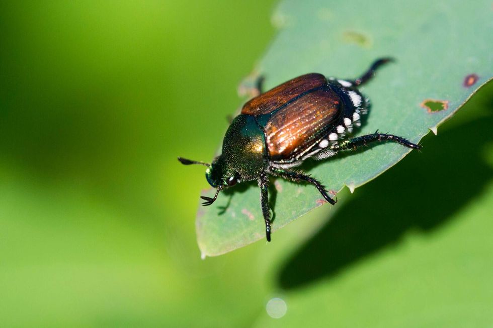 Japanese beetle on a leaf.