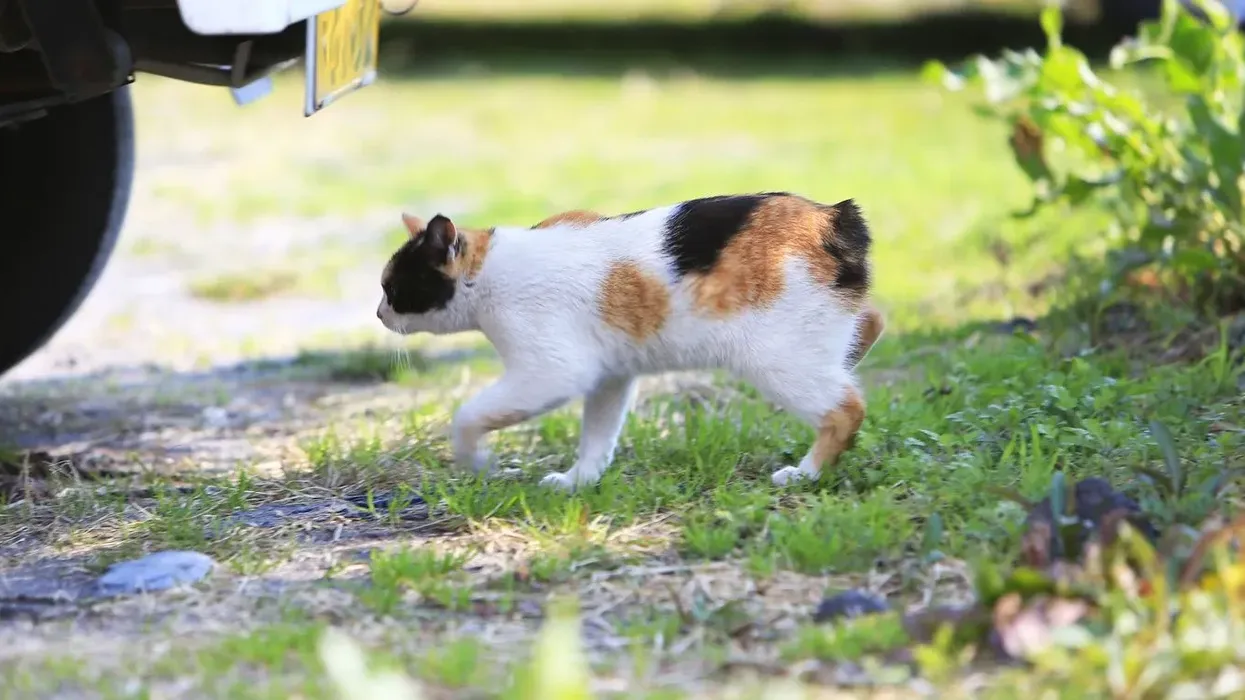 Japanese Bobtail facts are interesting for kids and adults alike.