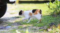 Japanese Bobtail facts are interesting for kids and adults alike.