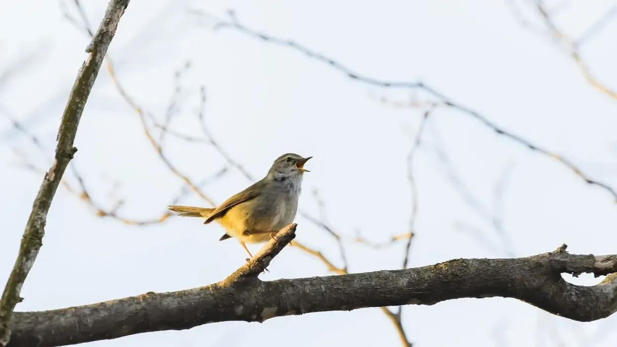 Japanese bush warbler facts tell us about this unique singing bird species.