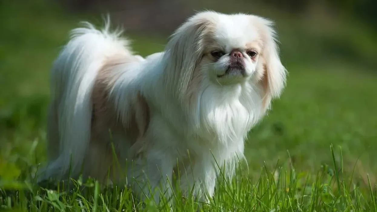 Japanese Chin temperament and Japanese Chin facts are interesting