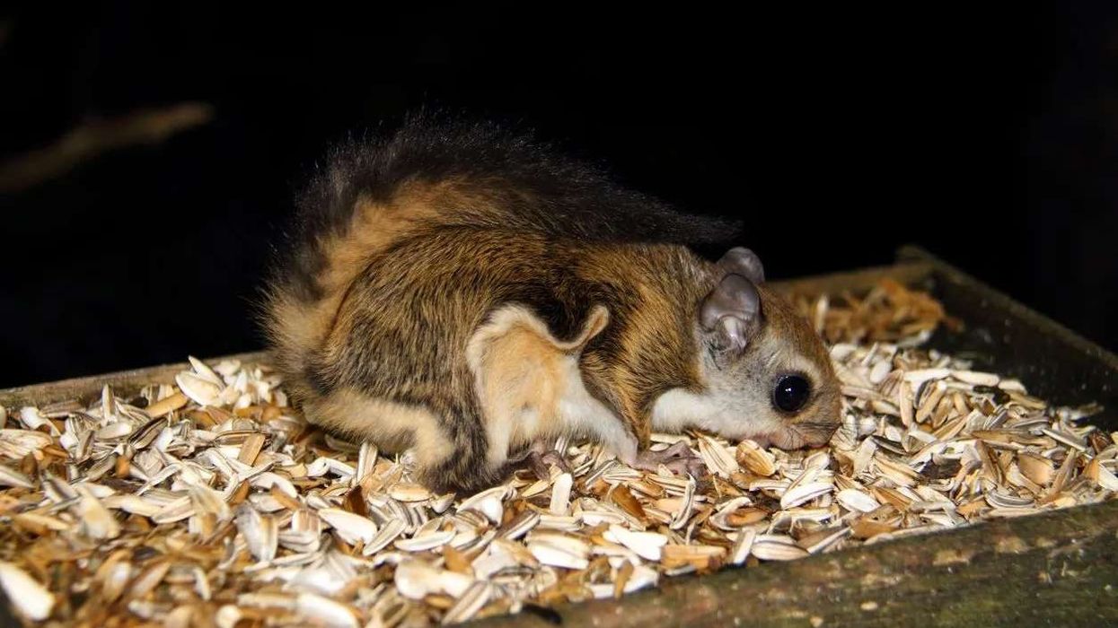 Fun Japanese Dwarf Flying Squirrel Facts For Kids | Kidadl