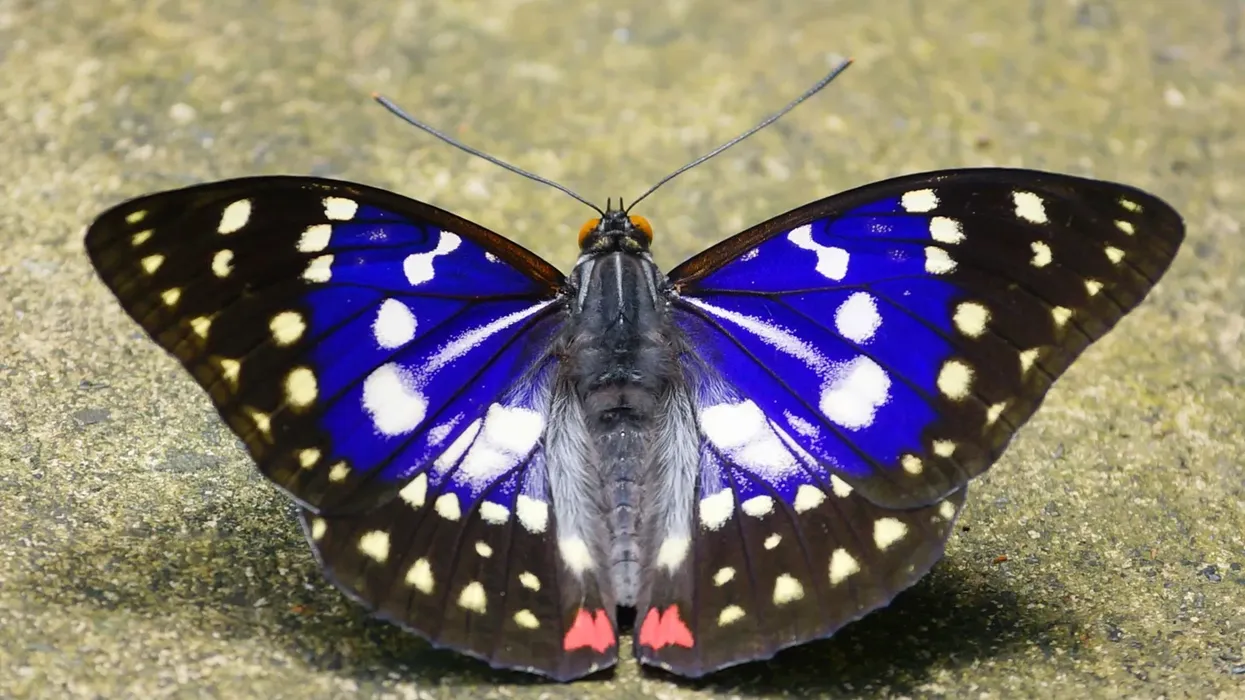 Japanese emperor butterfly facts about the national butterfly of Japan.