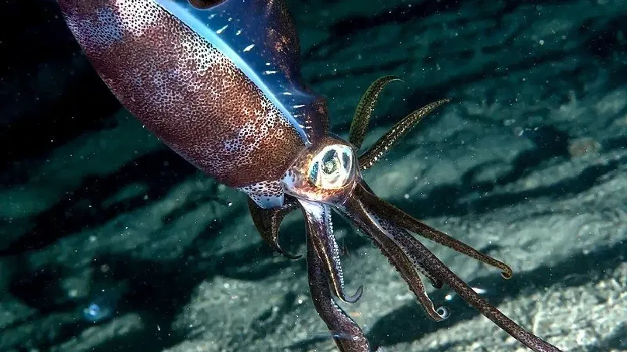 Japanese flying squid facts about the marine animal native to open oceans.