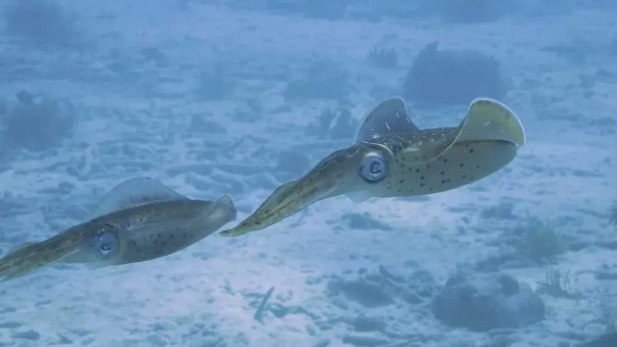 Japanese flying squid facts on the sea animal which is a popular food item in Japan