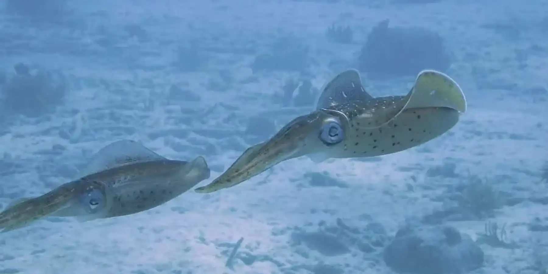 Japanese flying squid facts on the sea animal which is a popular food item in Japan