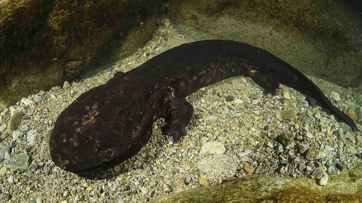 Japanese giant salamander facts about the second-largest salamanders in the world.