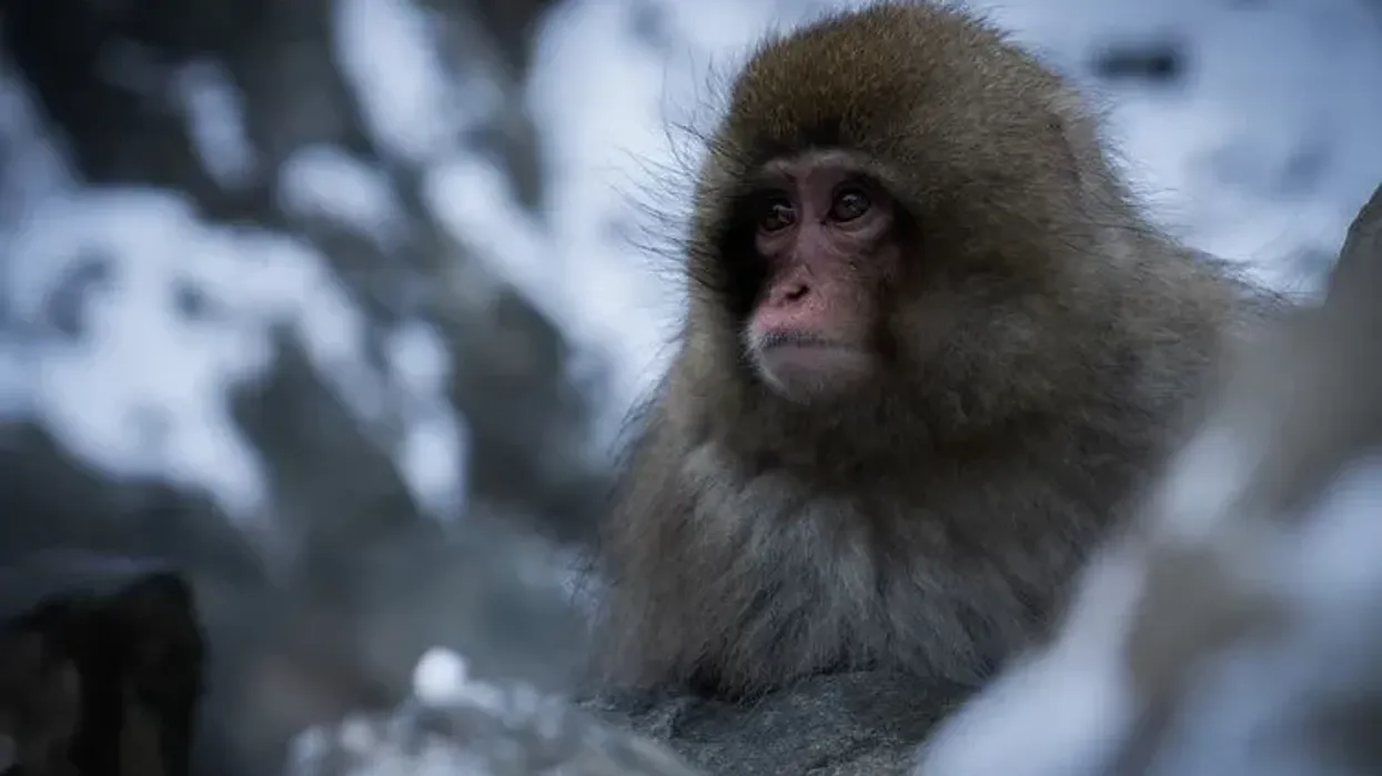 Japanese macaque are found on three islands in Japan