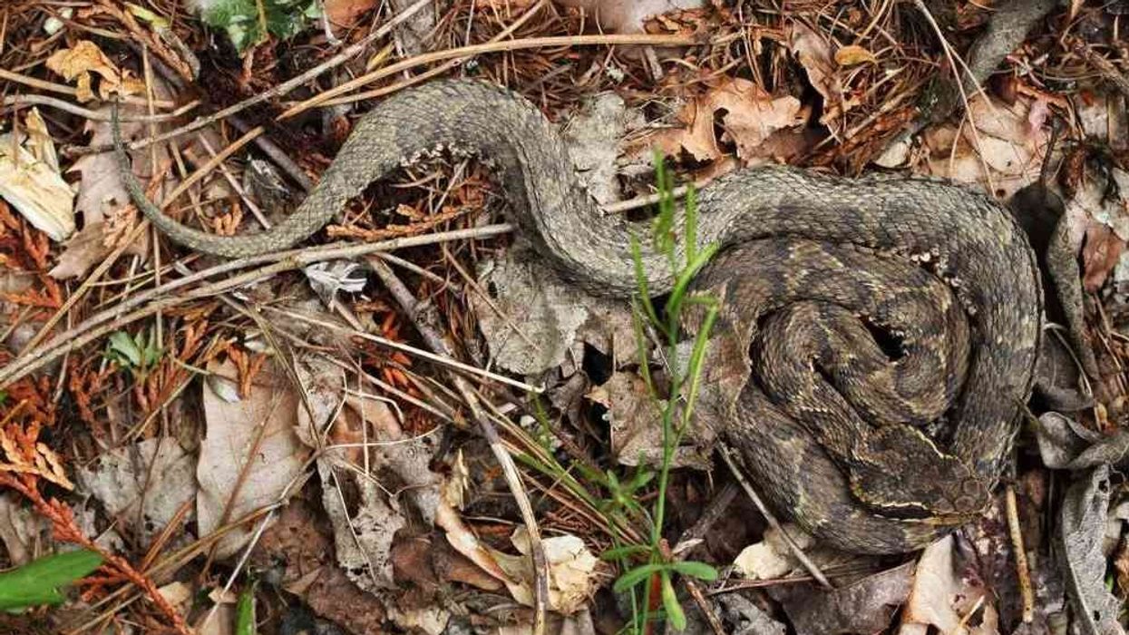 Japanese pit viper facts are fascinating.