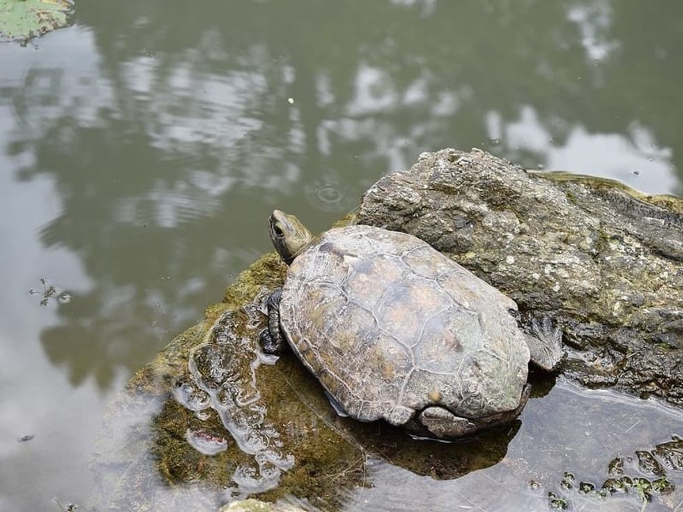 Fun Japanese Pond Turtle Facts For Kids 