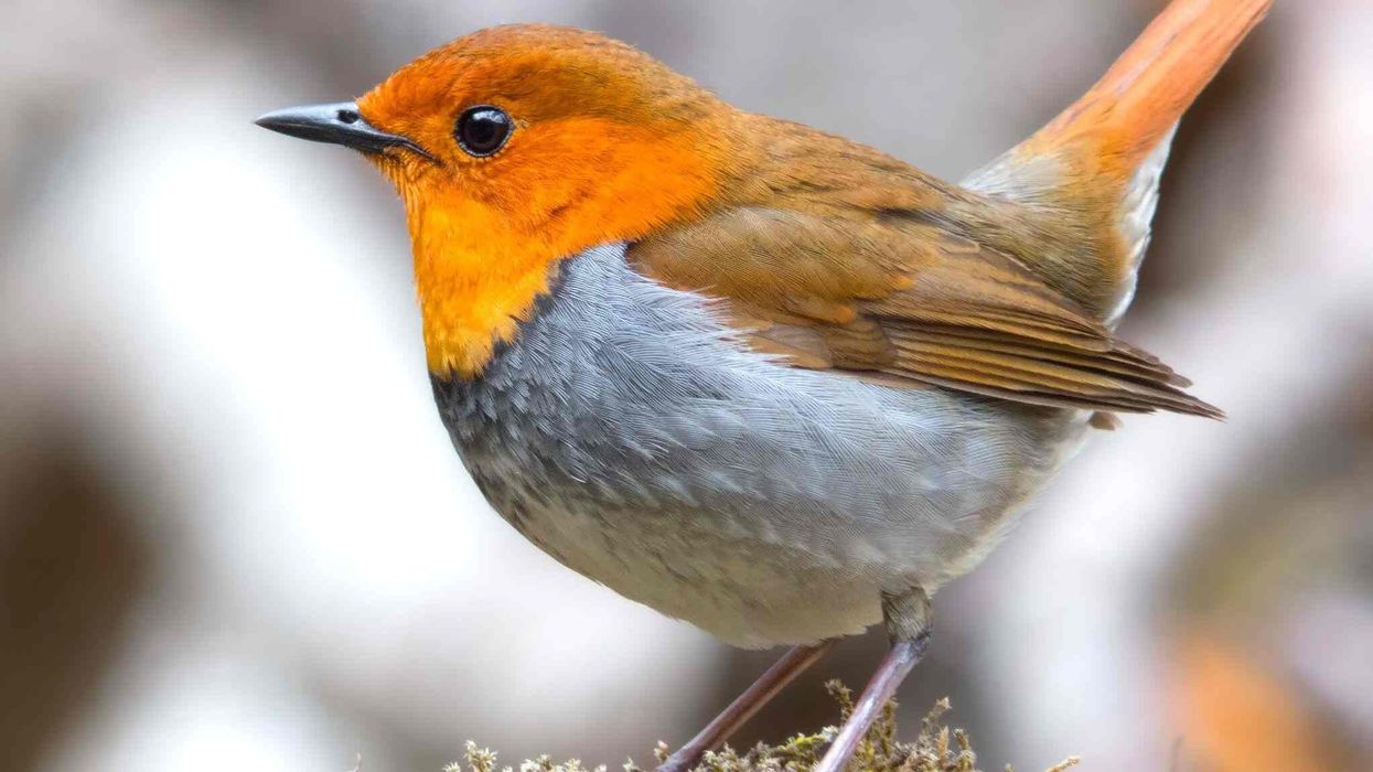 Japanese robin facts tell us about this bird that was previously known as Erithacus akahige.