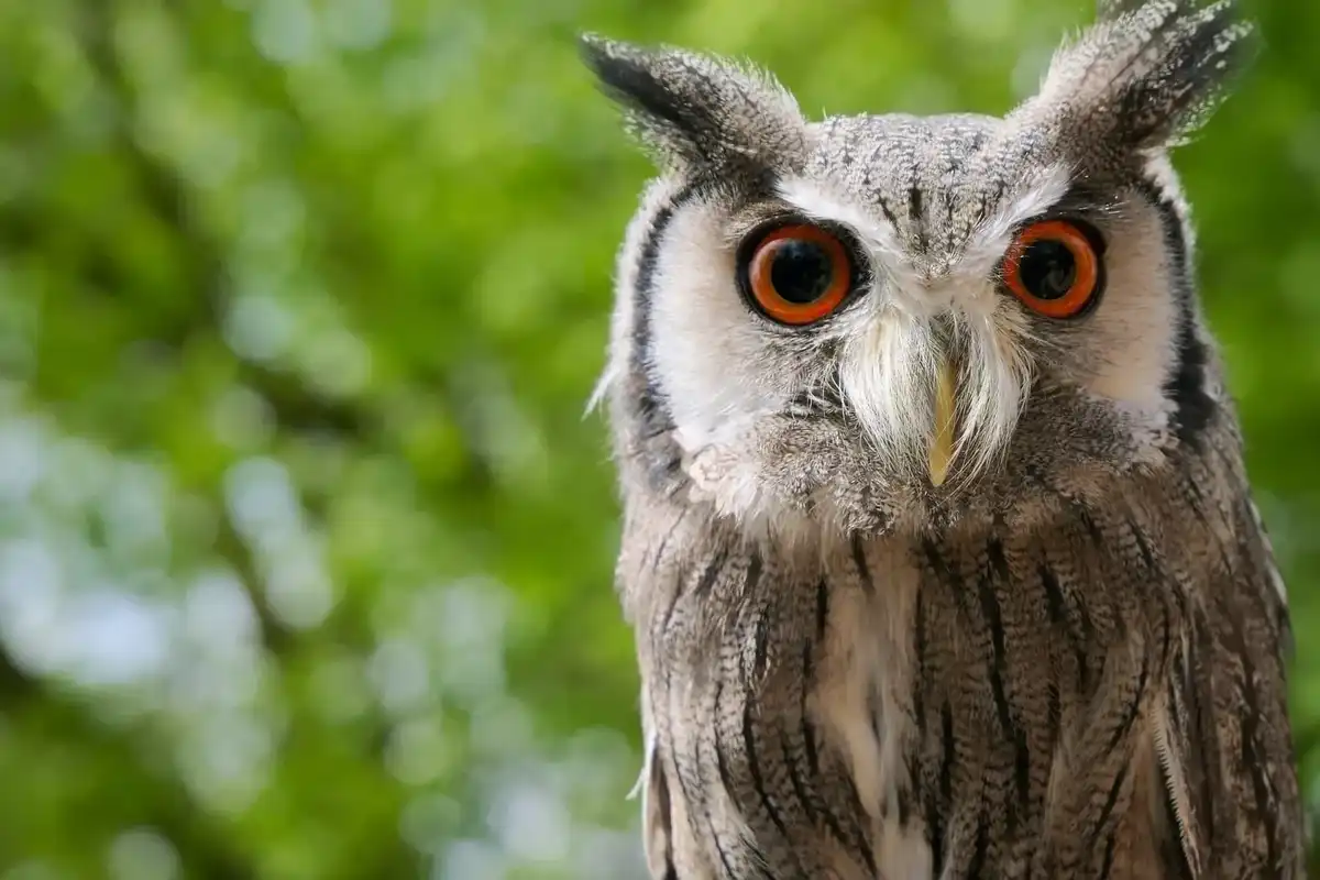 Japanese scops owl facts show them to be native to Japan.