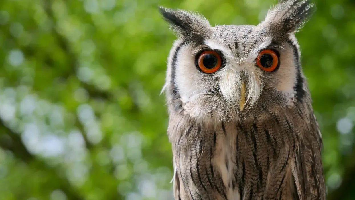 Japanese scops owl facts show them to be native to Japan.